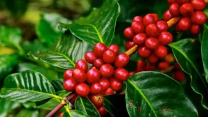 Arabica robusta