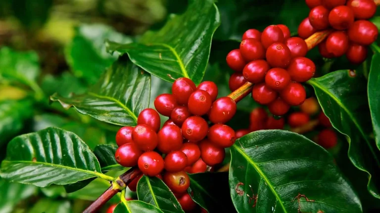 Arabica robusta